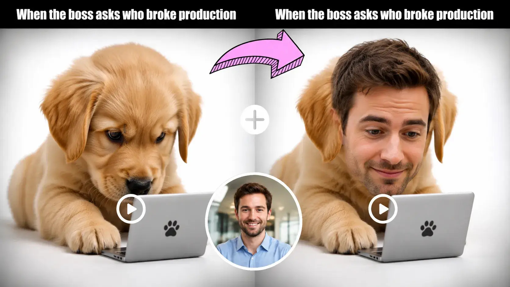 AI face swap meme — dog at laptop before and after viral video example